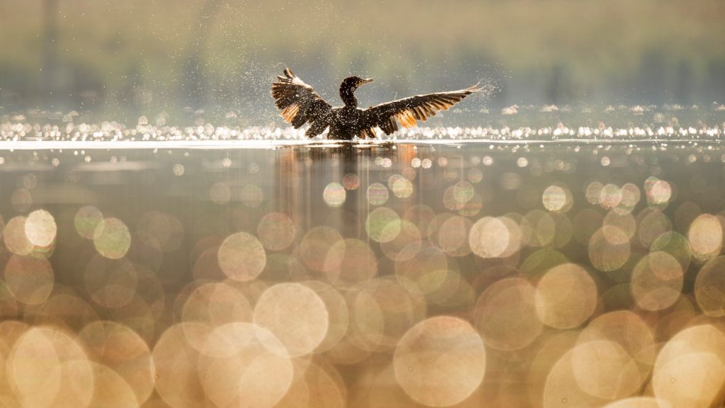 A cormorant emerging from a lake with its wings spread out and water droplets in the air.