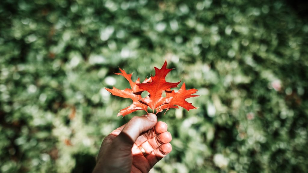 A hand holding three brown maple leaves.