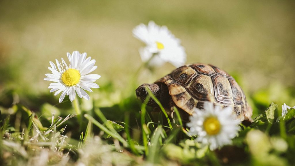 A tiny tortoise walking through a field of grass with towering daisies.