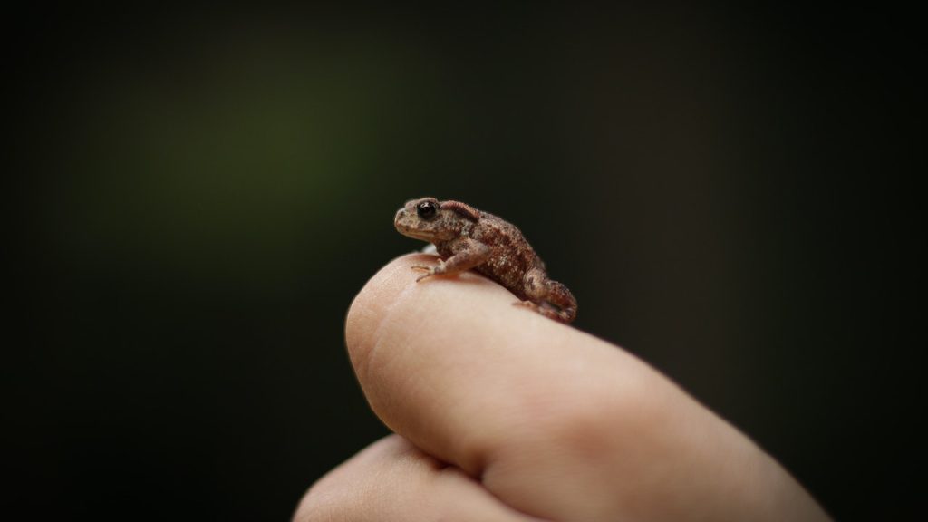 A tiny frog sitting on a person's finger.