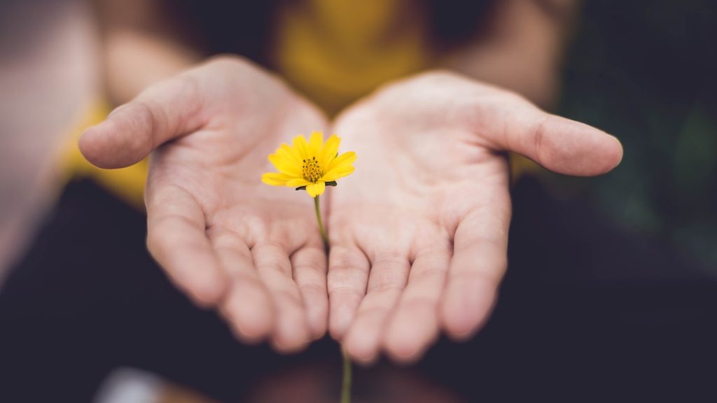 Two palms held upwards and between the palms the stem of a daisy, as if being presented to someone.