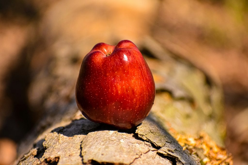 A shiny and rosy red apple sitting on a log.