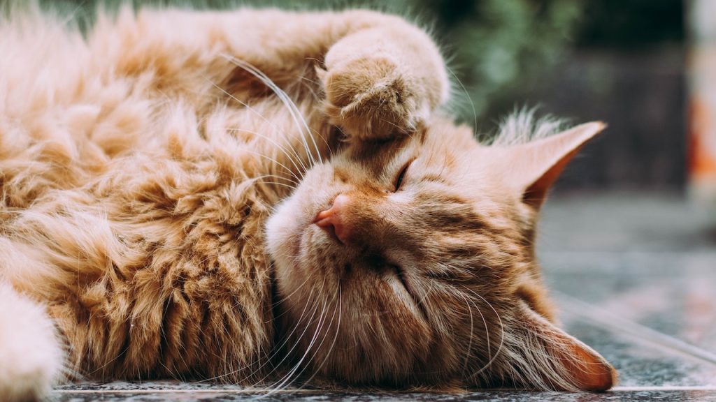 A fluffy pussy cat lying on its side with its eyes closed, asleep.