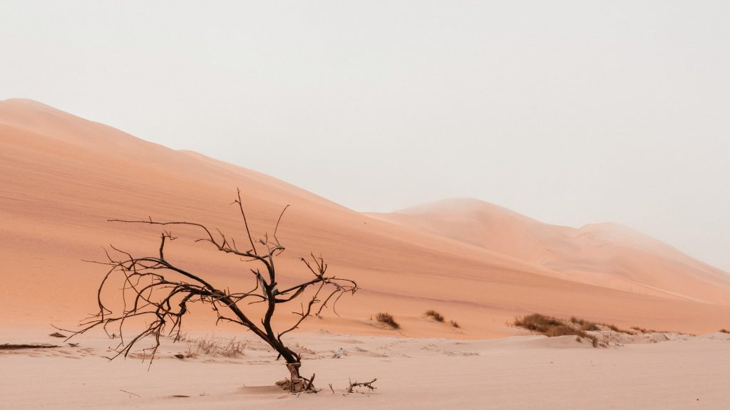 A dry, barren tree stands alone in a sun-bleached, sand-filled desert with the sandy floor filled with the occasional rock and boulder.