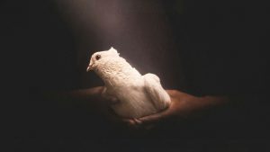 A dove being held in hands.