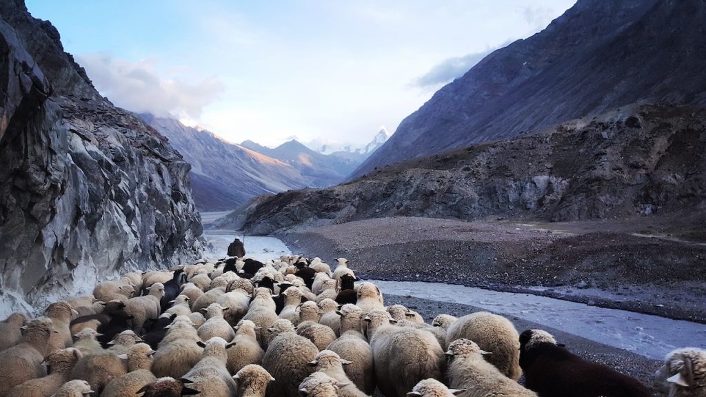 A shepherd leading a large flock of sheep through a desolate mountainous rocky region.