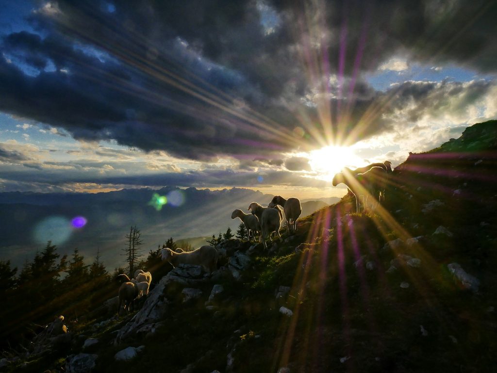 The sun bursting through a cloudy sky illuminating a flock of sheep on a mountainside.