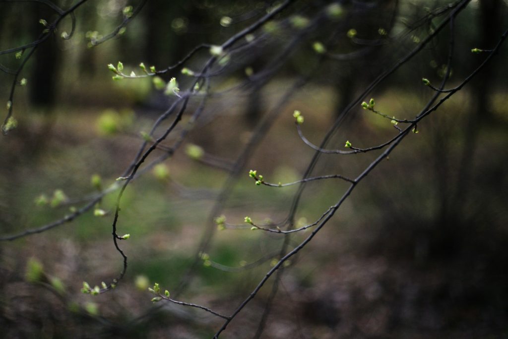 Buds on a dormant tree branch begin to spring into bright green life.