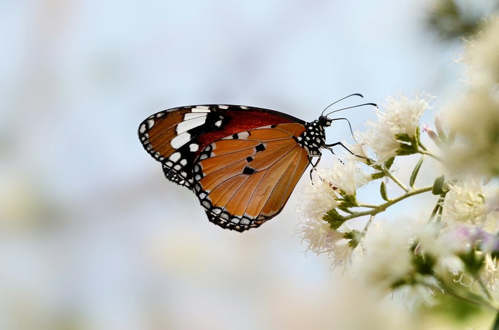 A beautiful orange butterfly perched on a white flower.