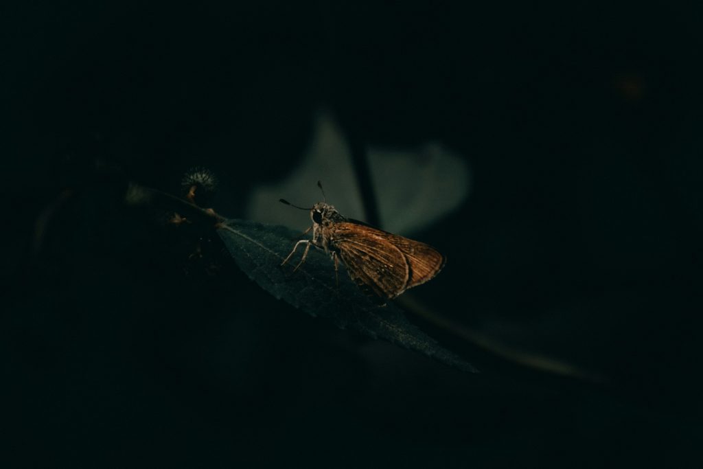 Am orange moth sits on a dark green illuminated in the darkness by a low light.