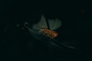 Am orange moth sits on a dark green illuminated in the darkness by a low light.
