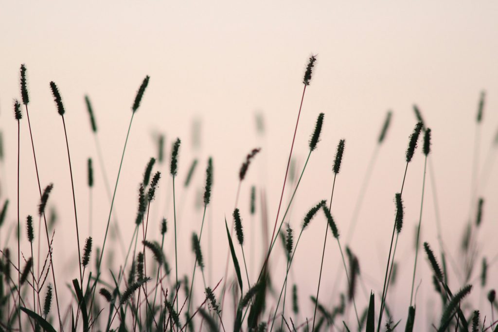 A silhouette of reeds swaying in the wind against a pink sky.