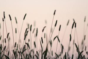 A silhouette of reeds swaying in the wind against a pink sky.