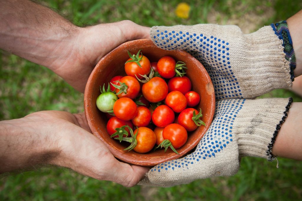 A bowl of ripe cherry tomatoes is being handed from one person to another.