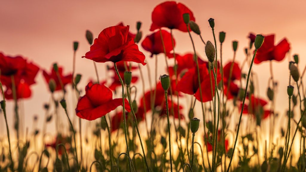 A close-up of poppies in a field at sunset.