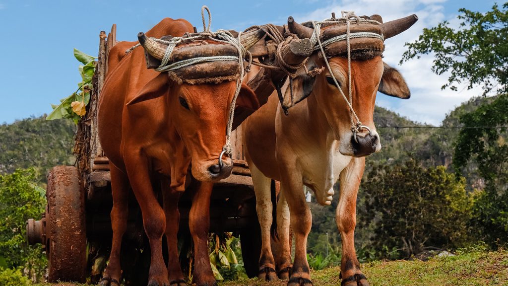 Two oxen yoked together towing a cart in a field.