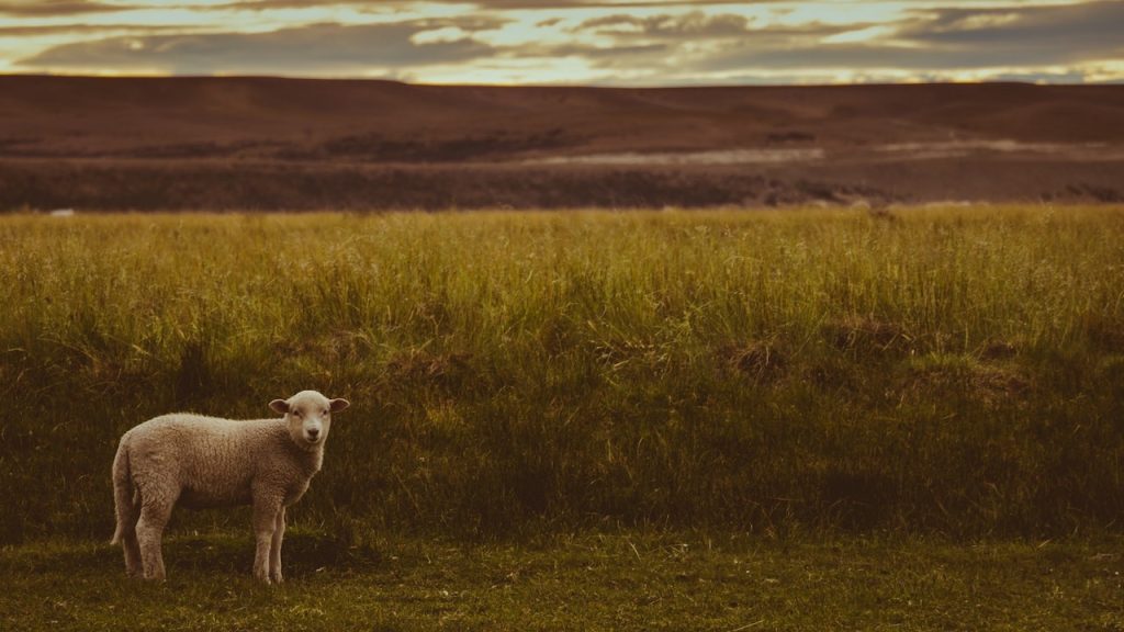 A lone lamb standing against a vast vista of grass and heathland.