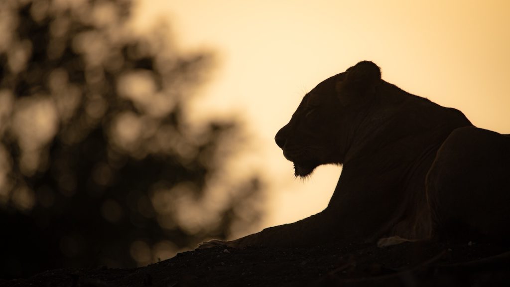 A silhouette of a female lion looking majestic against a dusky sky.