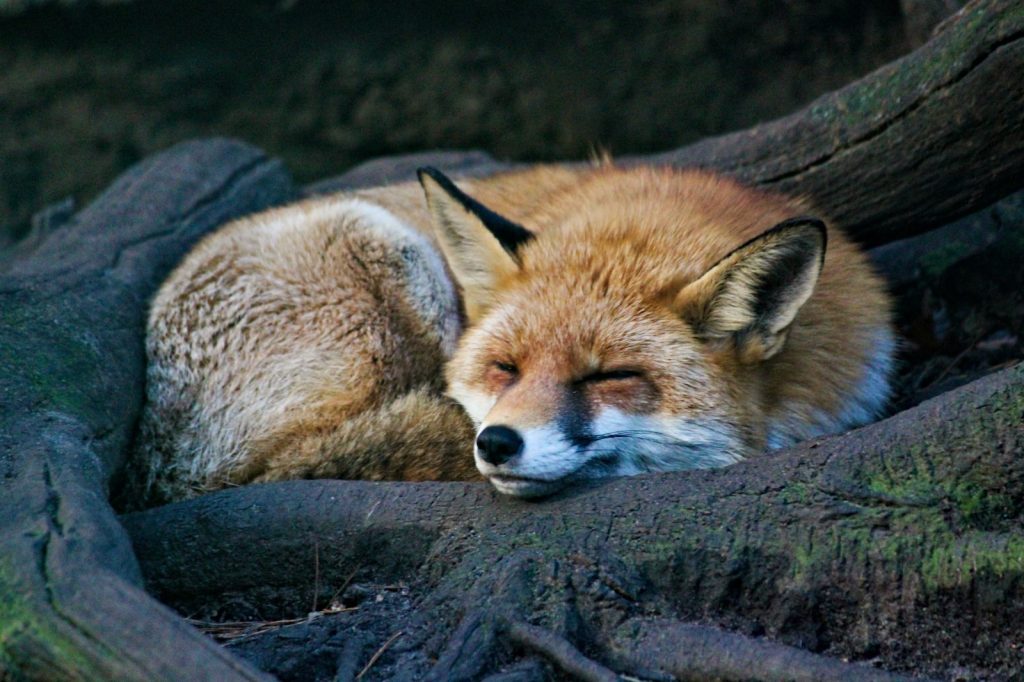 A fox asleep in the hollow of a tree.