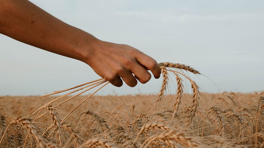 A man picking sheafs of wheat from a field.