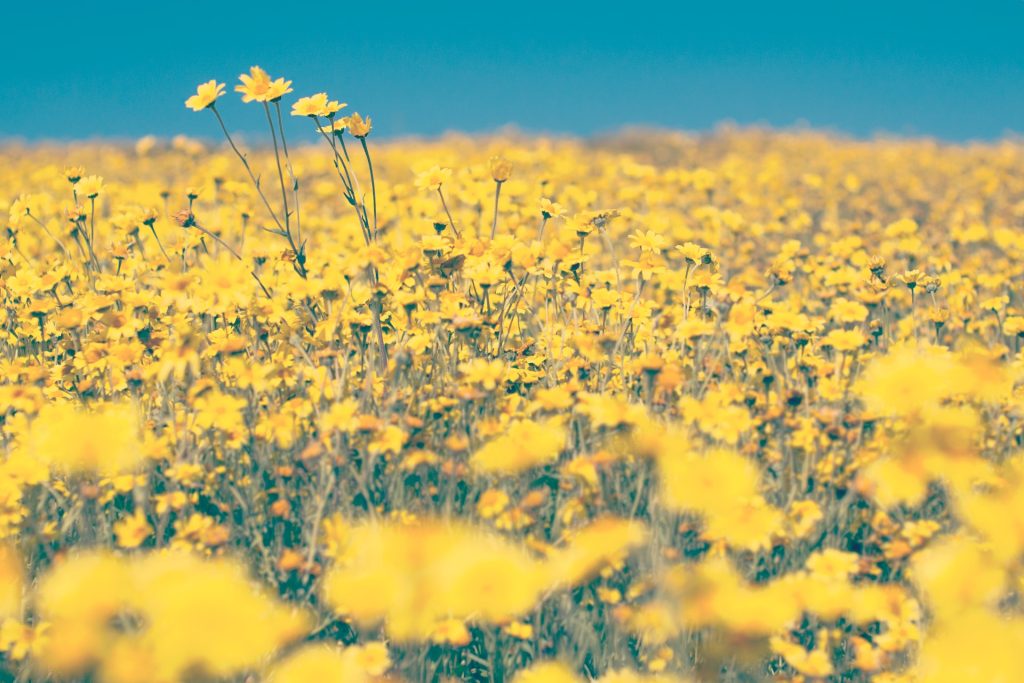 A field of yellow daisies.