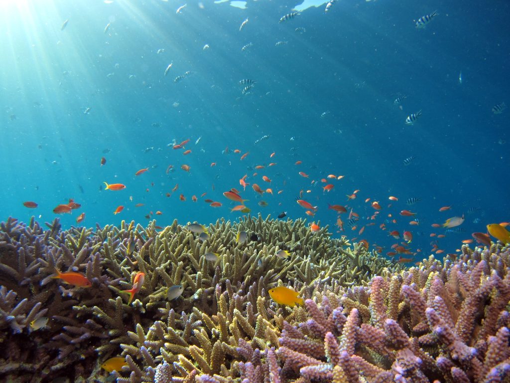 A coral reef with hundreds of colourful fish and spikey coral.