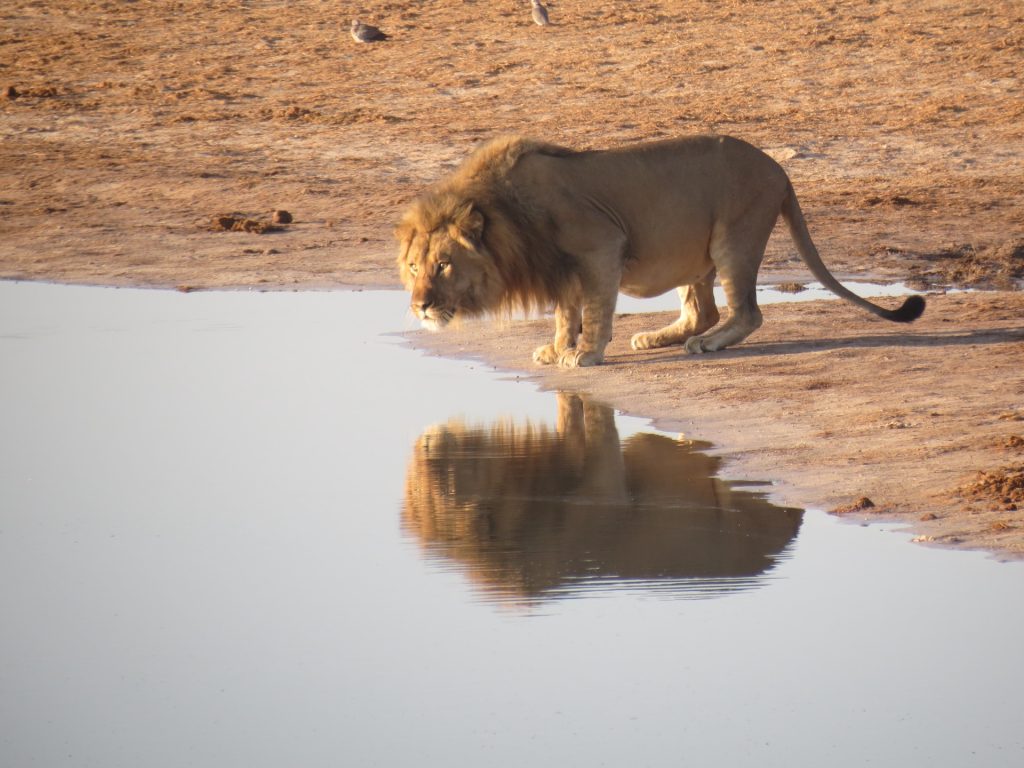 A lion standing next to a watering hole with its reflection in the water.