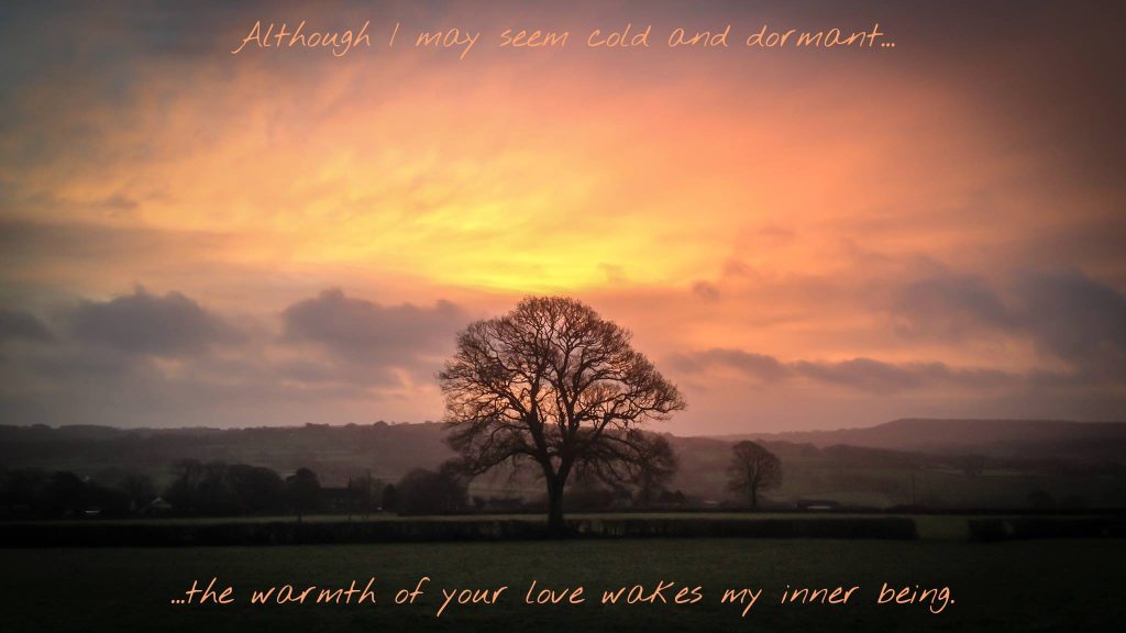 A silhouette of a leafless oak tree standing in a field at sunset.