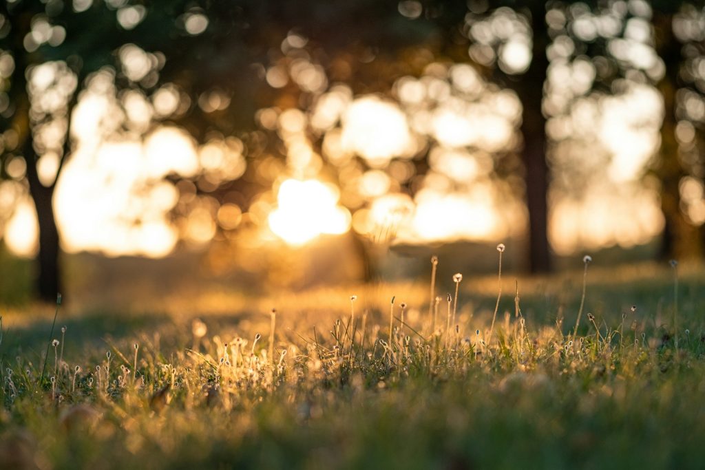 Drops of dew on the ends of blades of grass in the morning light.