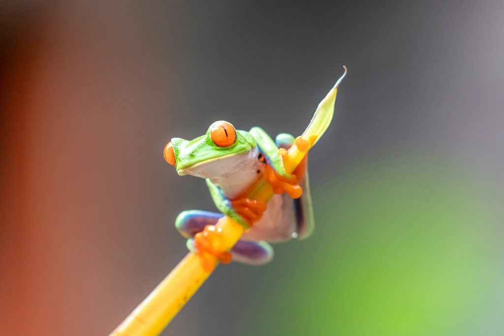 A tree frog clinging to the end of a stem of plant.