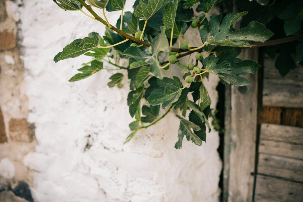 A fig tree growing up against an old whitewashed wall with an old wooden door.