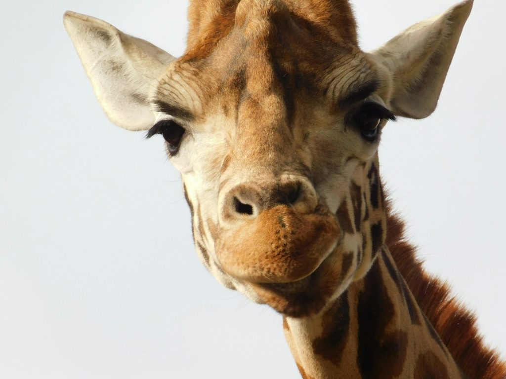 A photo of a giraffe pulling a funny face