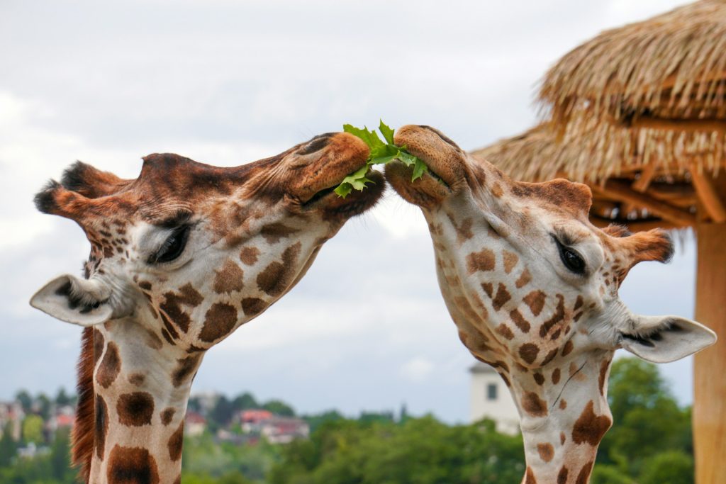 A picture of two giraffes sharing a leaf!