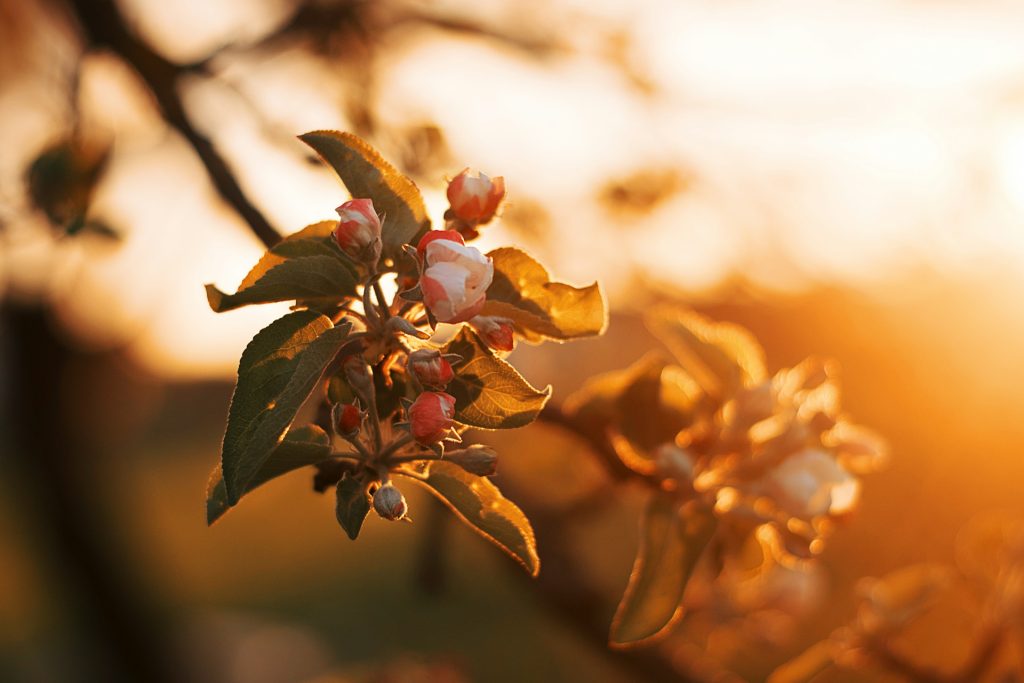 Blossom in the evening light.