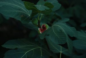 A close-up of the dark green and lush leaves of a fig tree with a fig fruit bursting open.