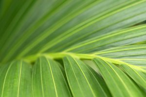 A close up of a bright green palm frond.
