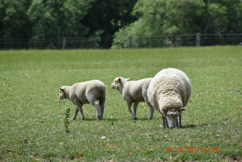 A ewe and her lambs feed contentedly in a lush field