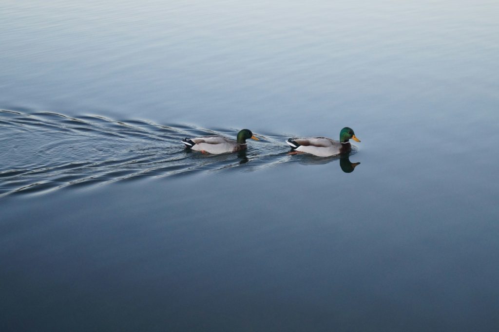 Two ducks swim across a calm lake, one following in the wake of the other.