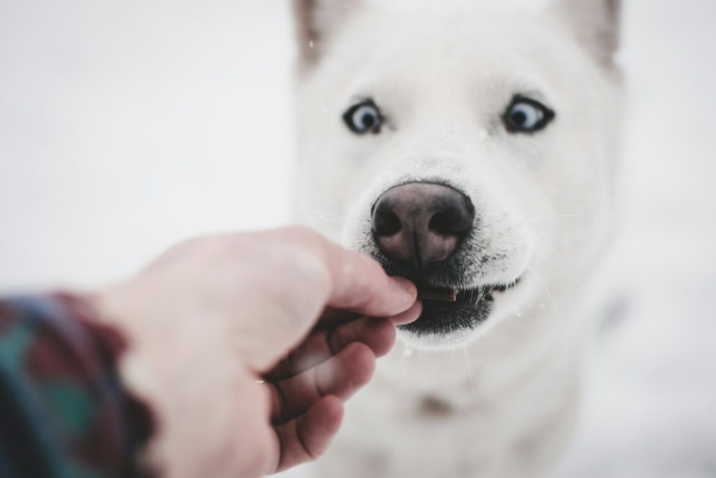 A white dog is being offered a treat but cross-eyed it appears to be resisting.