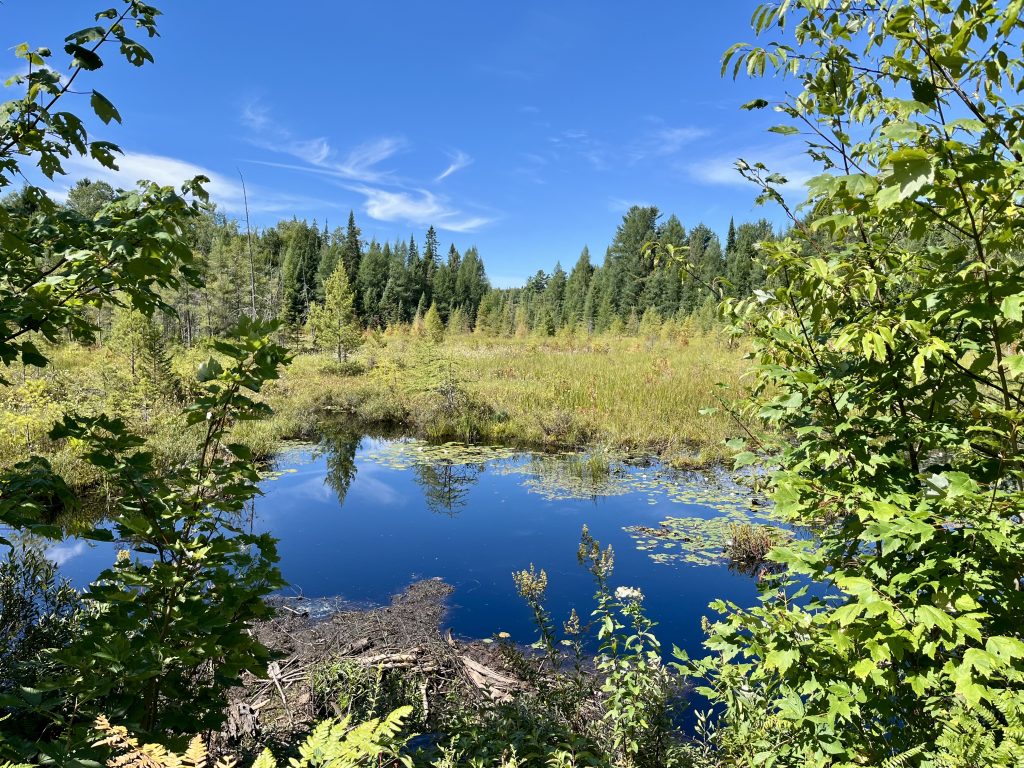 A water meadow in Muskoka, Canada