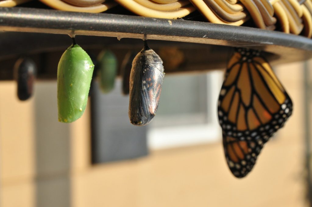 Monarch pupae hang underneath a shelf with one emerging into a beautiful orange and black butterfly.