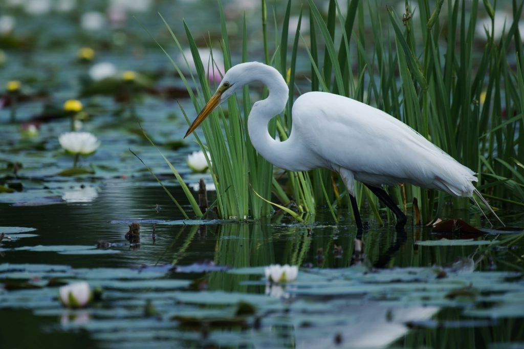 A white heron stalks its pray in the margins of a pond with reeds and lily pads.
