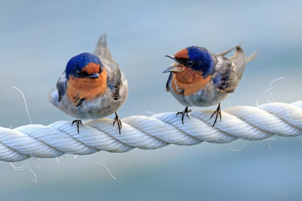 Two birds sit, perched on a rope. One bird is looking straight ahead as the other looks like it's lecturing it!