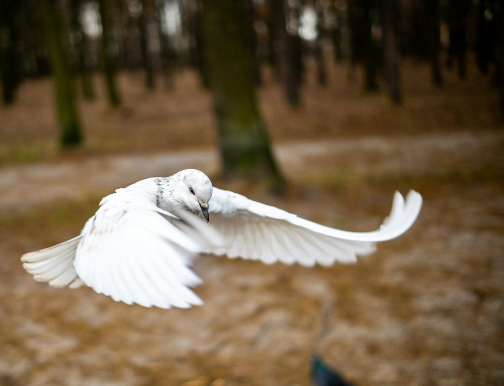 A white dove flies through a wood ready to land.