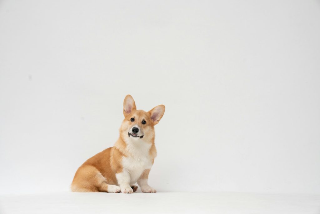 What does the world expect? A corgi dog looks expectant with its head cocked to one side and its ears pricked up.