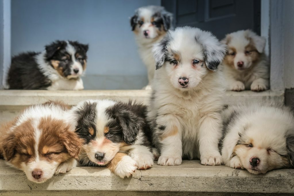 Seven fluffy puppies sit on a window sill and ledge.