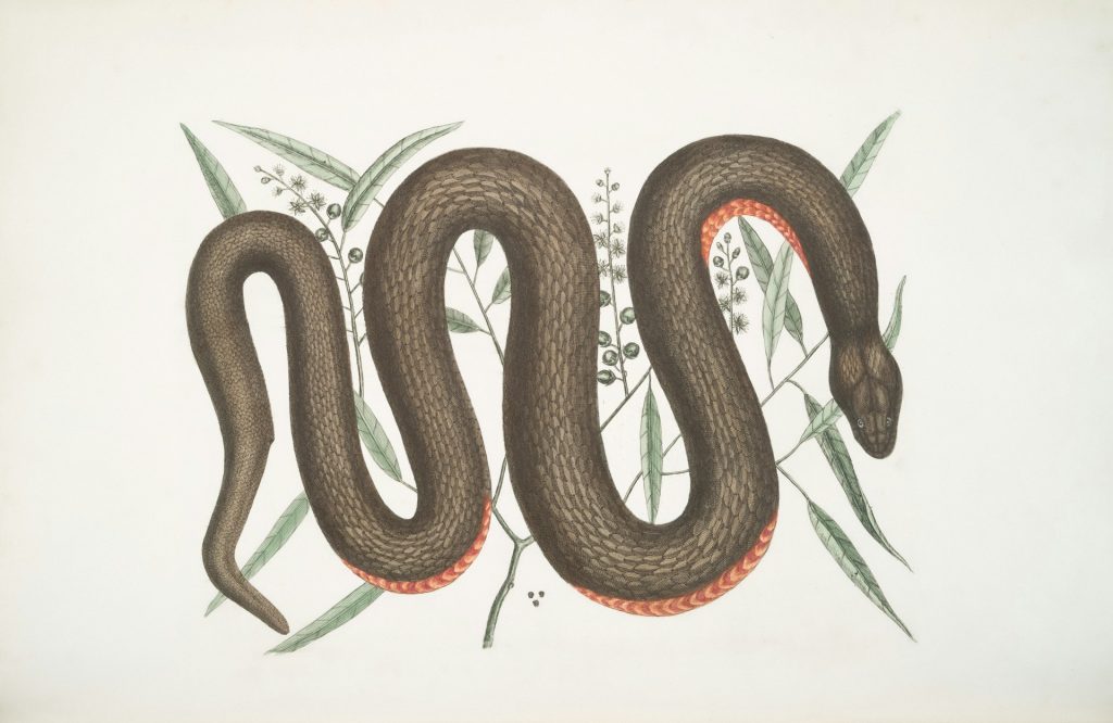 An hand-painted illustration of a snake on card, the kind that might be found in an old-fashioned naturalist observation book.