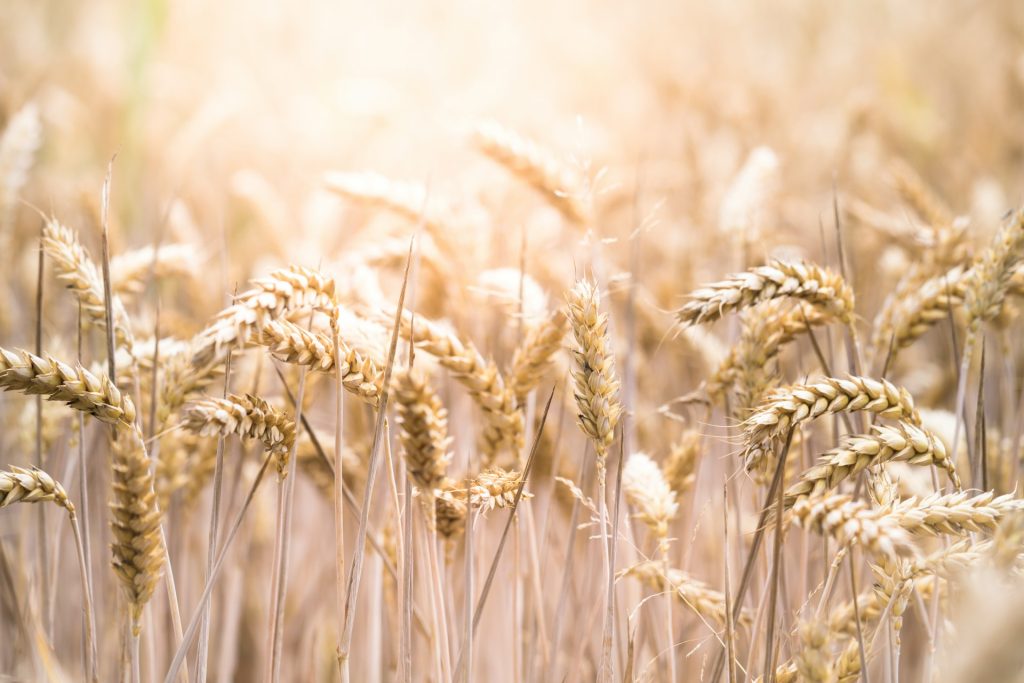 A picture of wheat growing in a field.