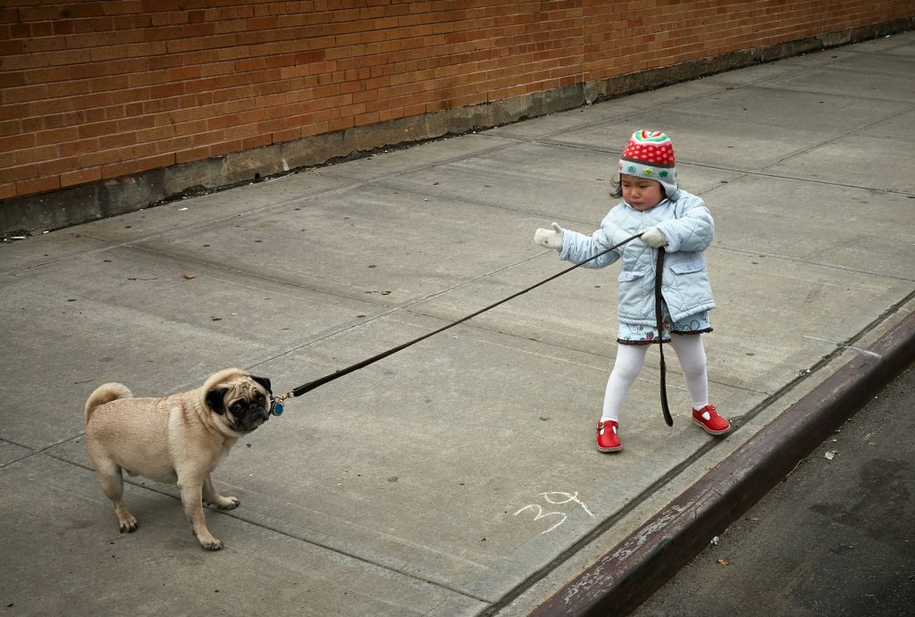 A young girl on a sidewalk trying to pull a stubborn dog on a lead.