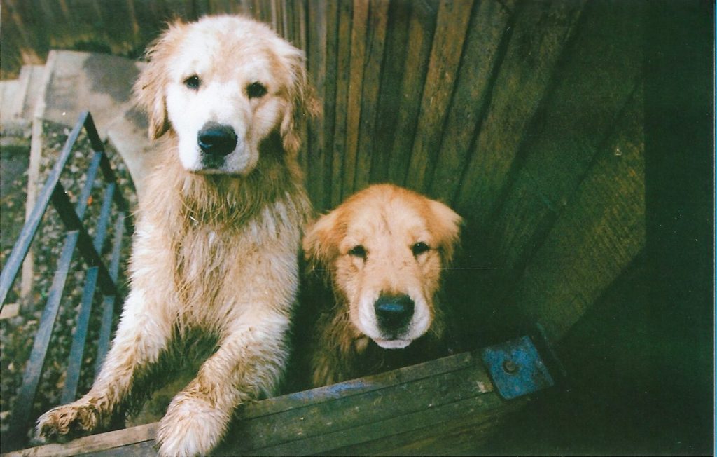 Two golden retrievers are best buddies and look at their owner with love.